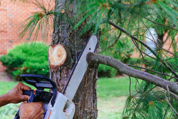 Professional Tree Service in Panaca, NV